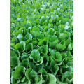 vegetable Chinese Mustard kaicai seed price storage